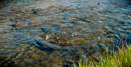 Fishing in the Donner und Blitzen River