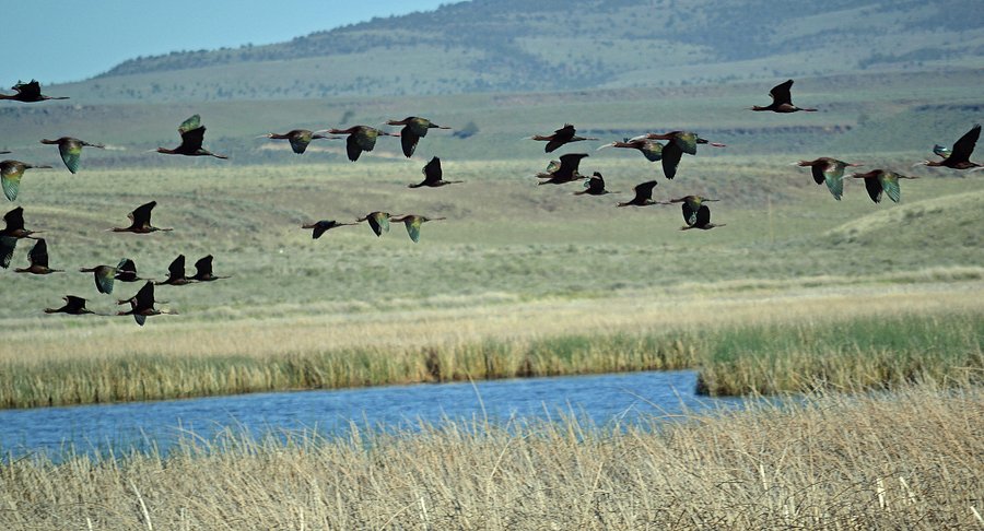 Wildlife Photography in Malheur National Wildlife Refuge